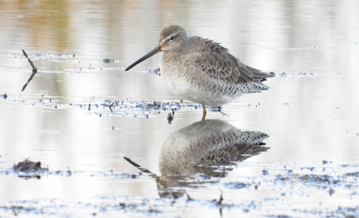 Long-billed Dowitcher - Peter Thompson