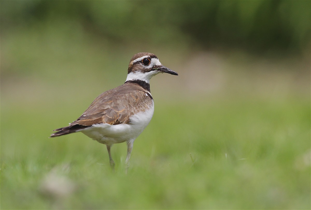 Killdeer - Ryan Schain