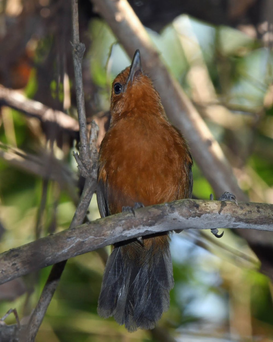 Riparian Antbird - ML371433301