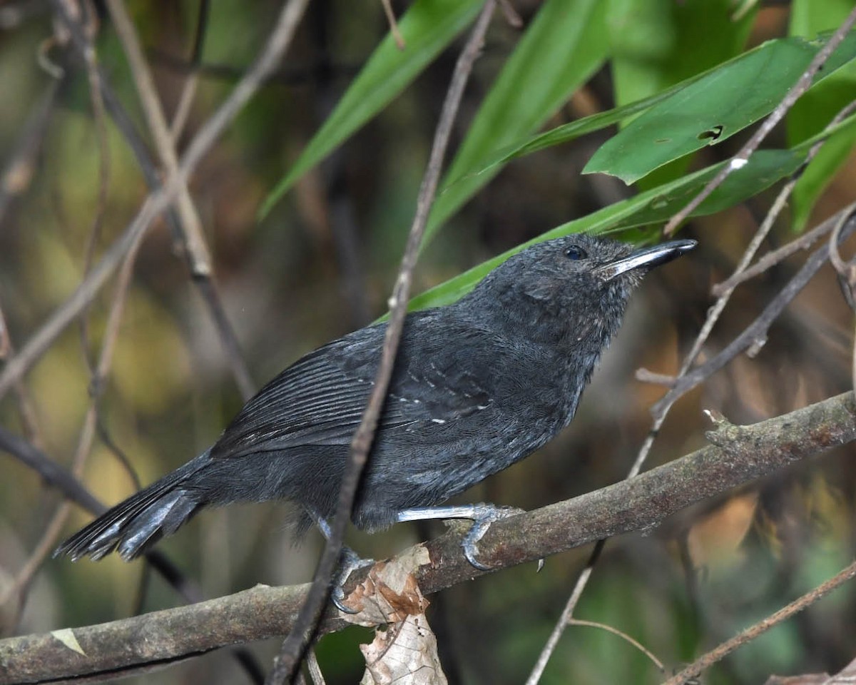 Riparian Antbird - ML371433311