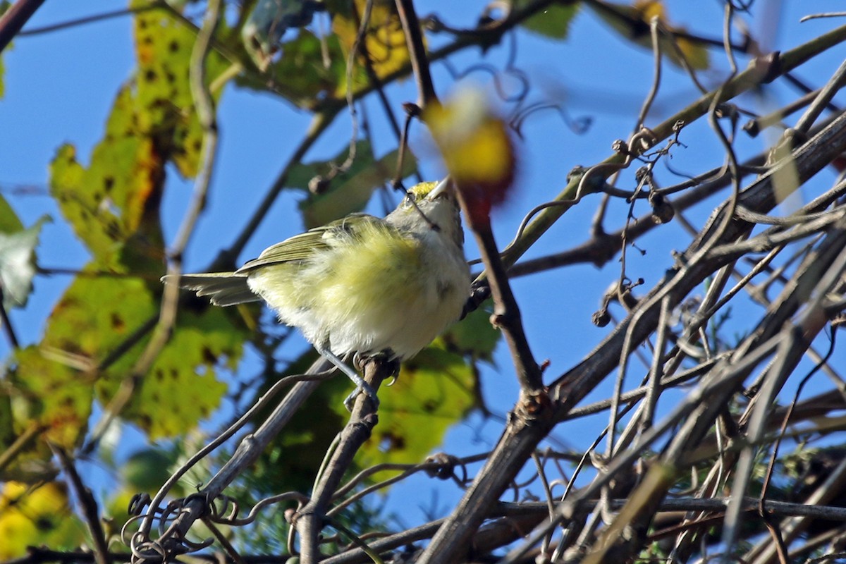 Viréo aux yeux blancs - ML371433471