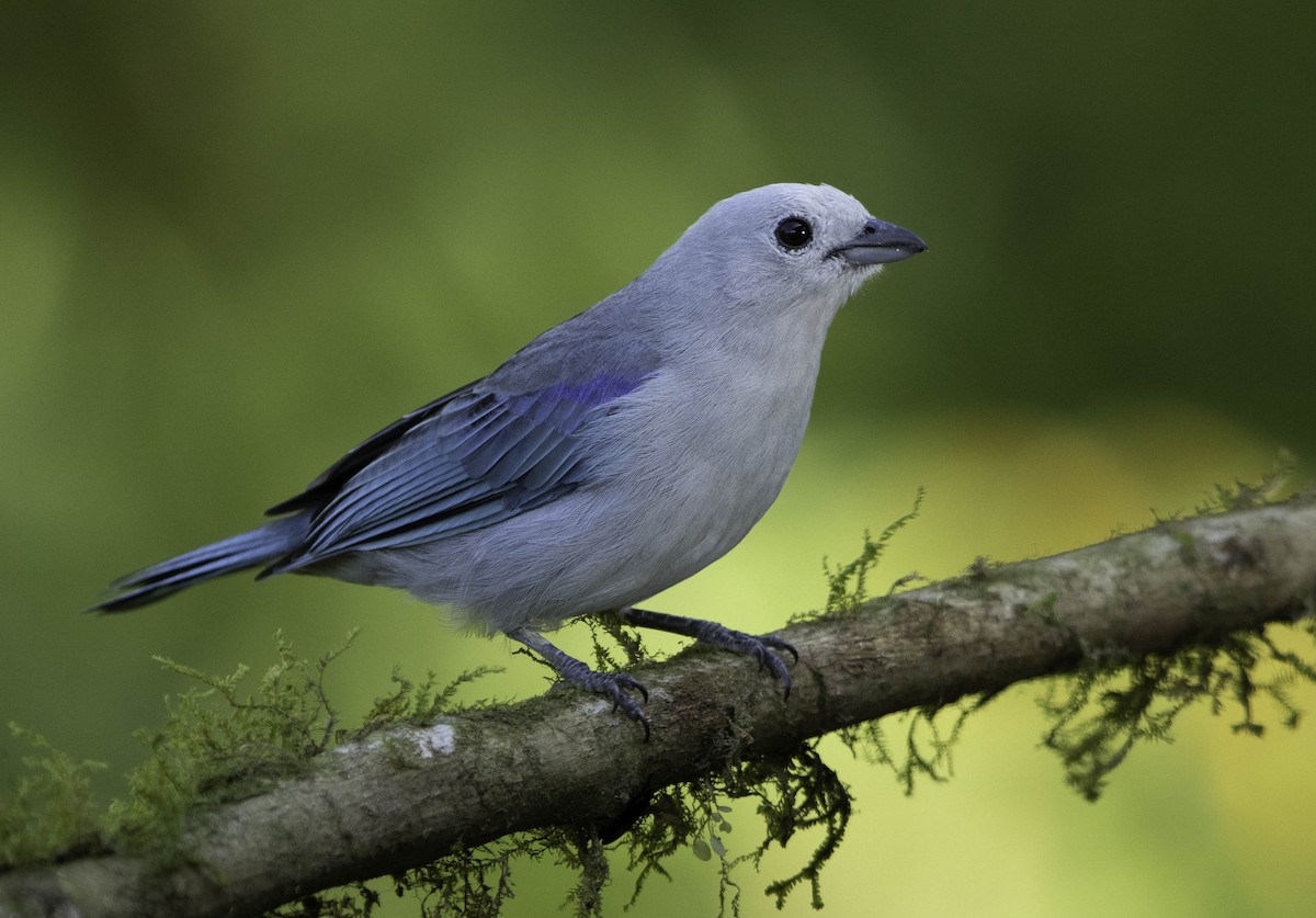 Blue-gray Tanager - ML371436331