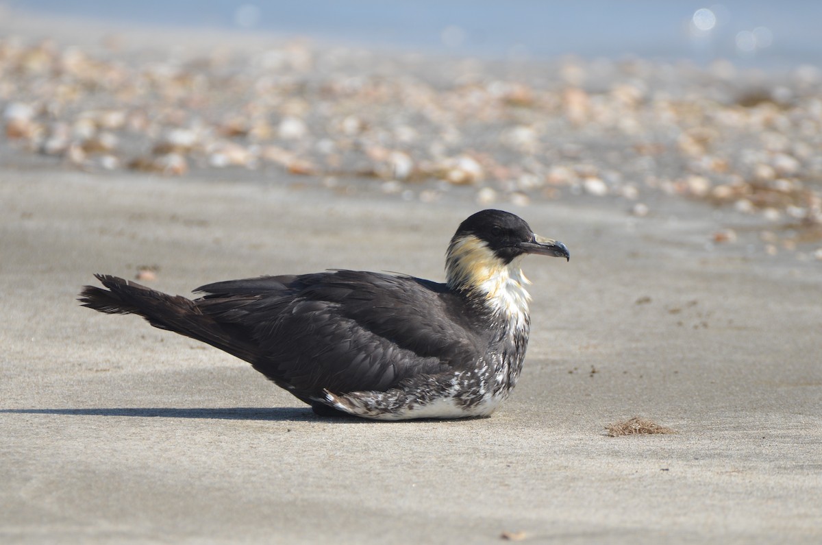 Pomarine Jaeger - Jody Shugart