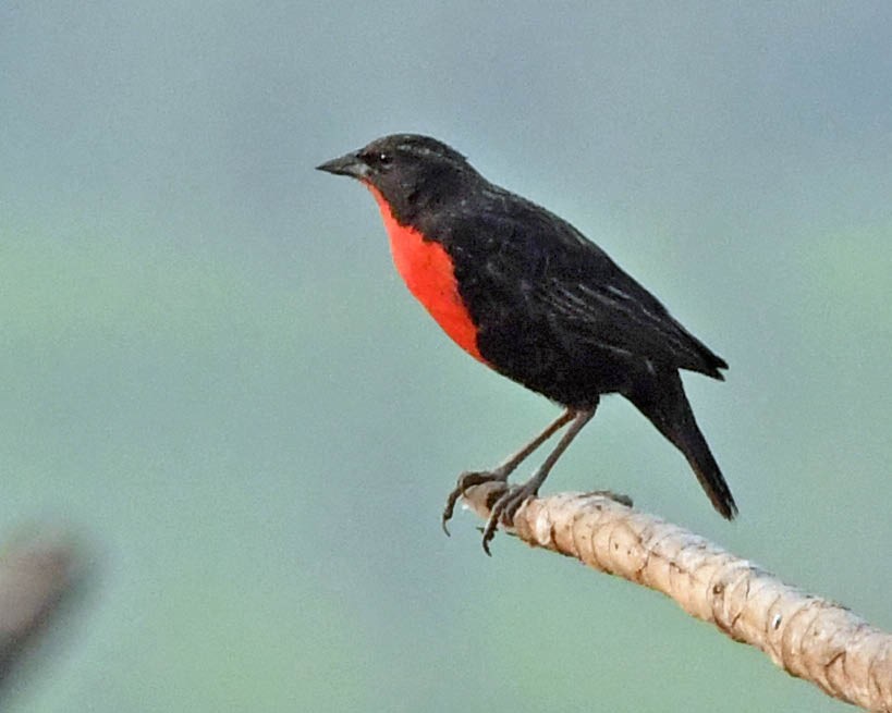 Red-breasted Meadowlark - ML371437151