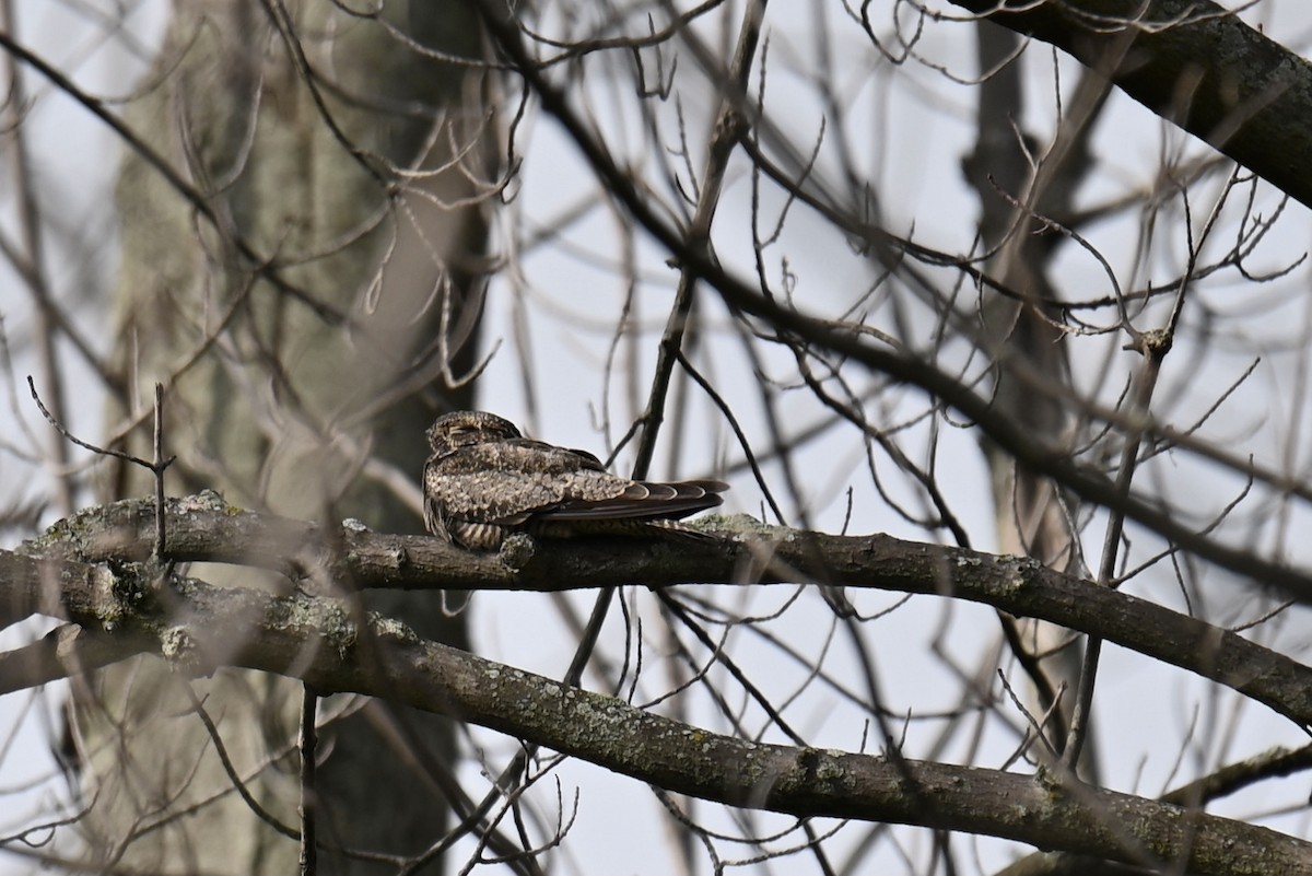 Common Nighthawk - Charles Young