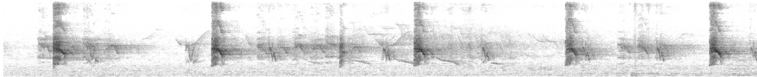 Tirikasittich - ML371437611