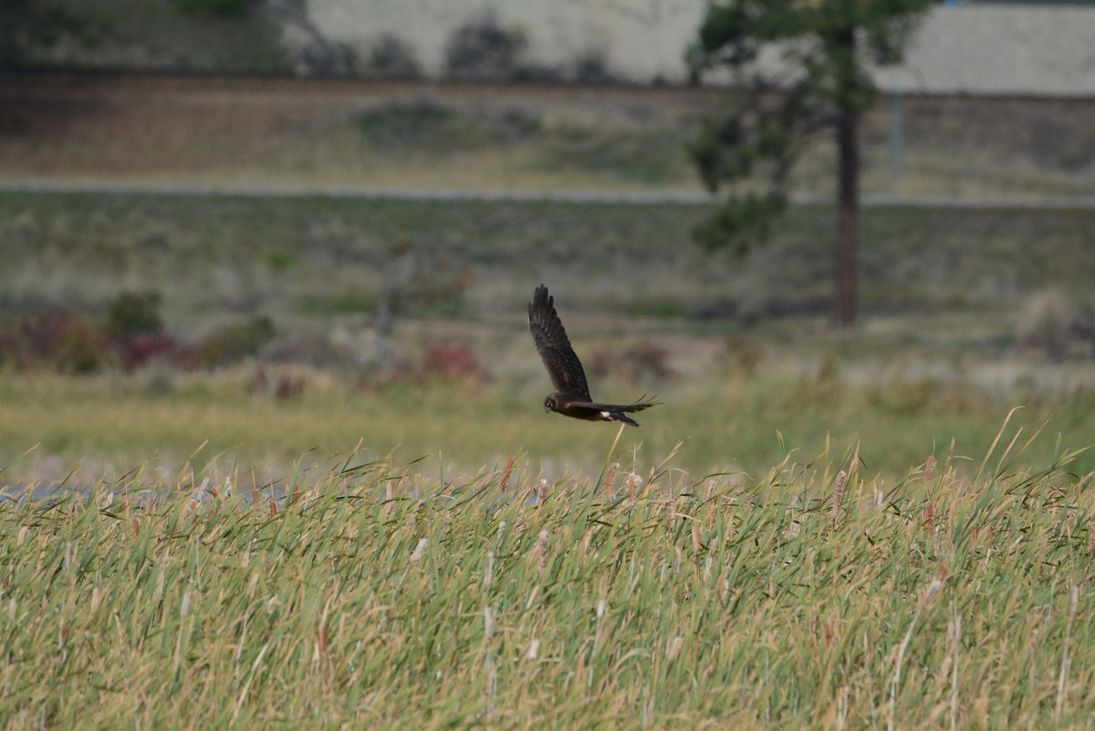 Northern Harrier - ML371437731