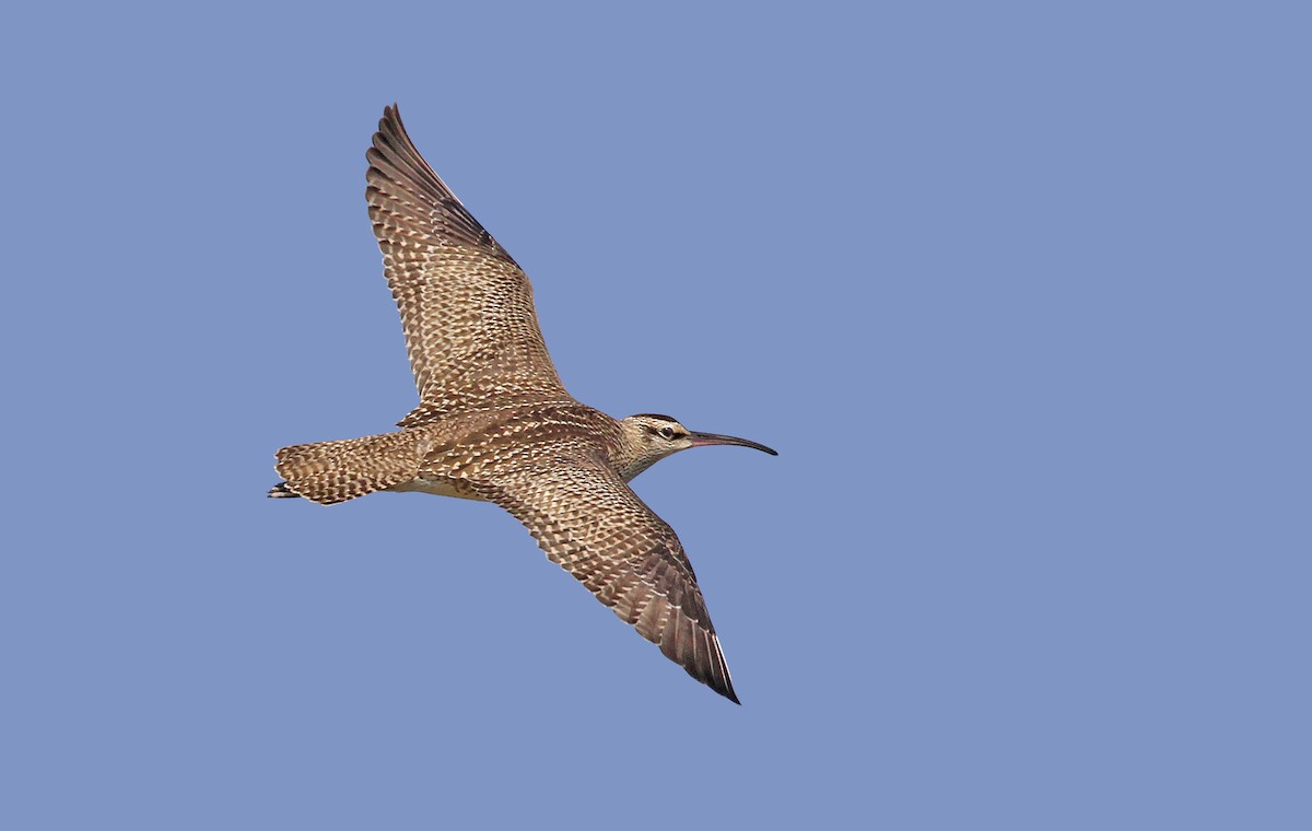 Hudsonian Whimbrel - Ryan Schain