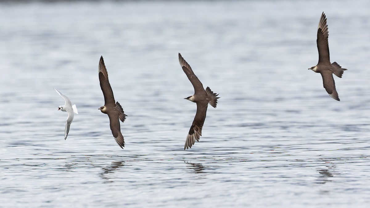 Parasitic Jaeger - Blair Dudeck