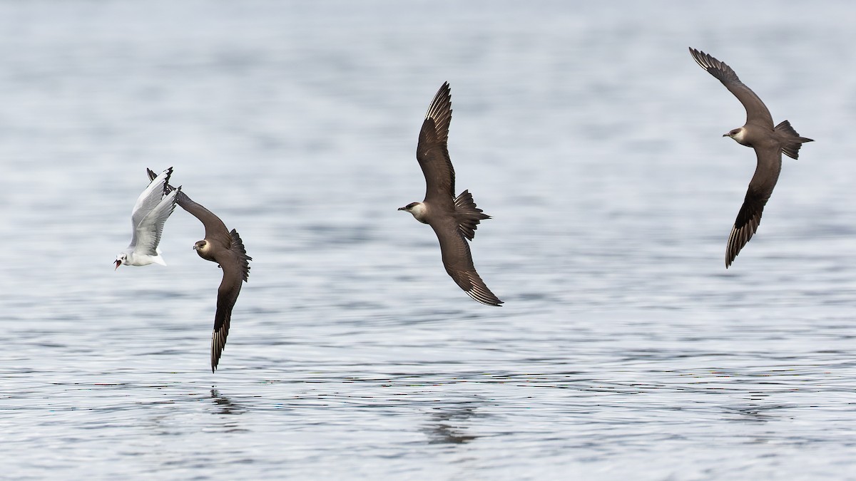 Parasitic Jaeger - ML371439601