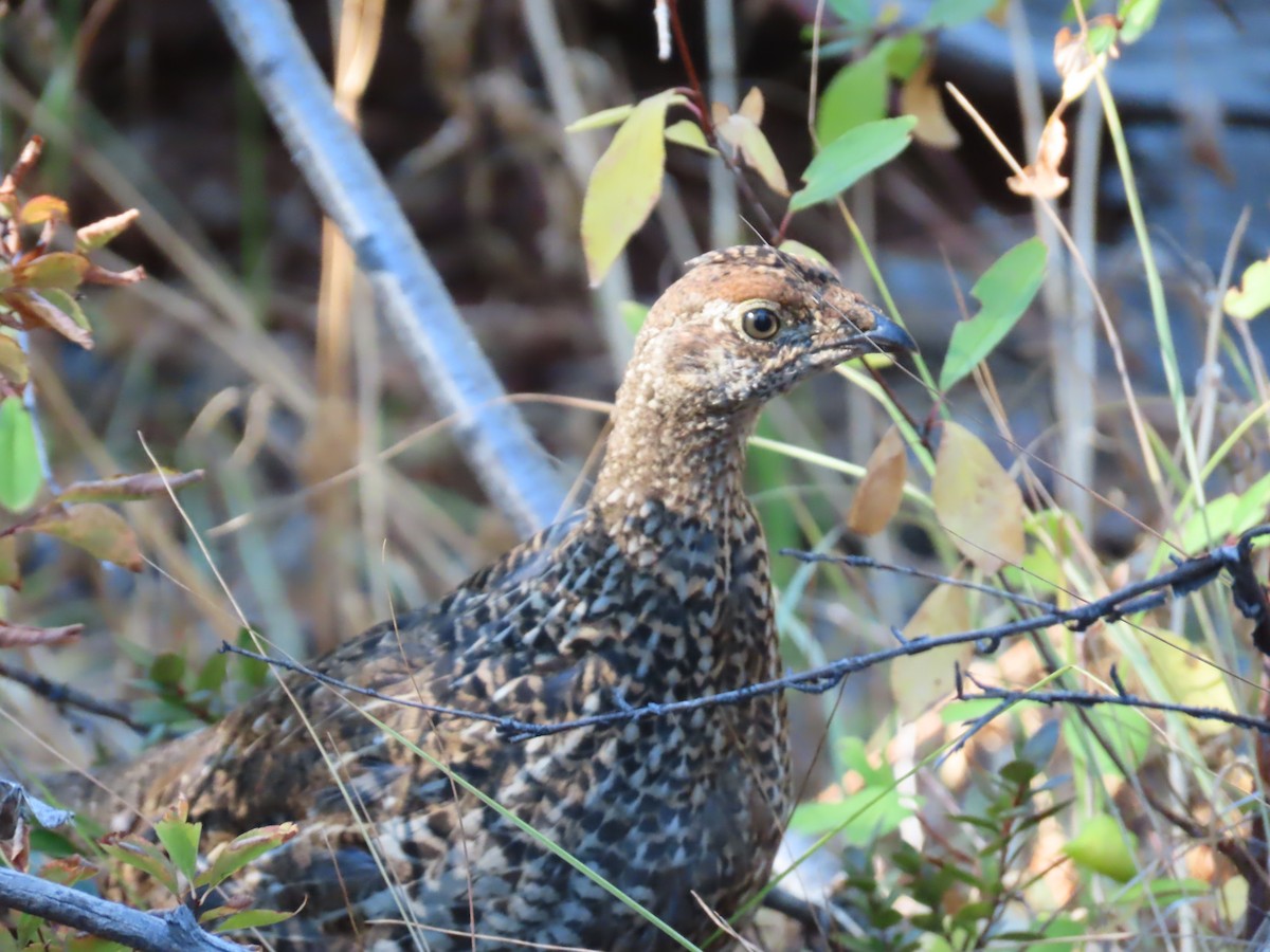 Sooty Grouse - ML371441371