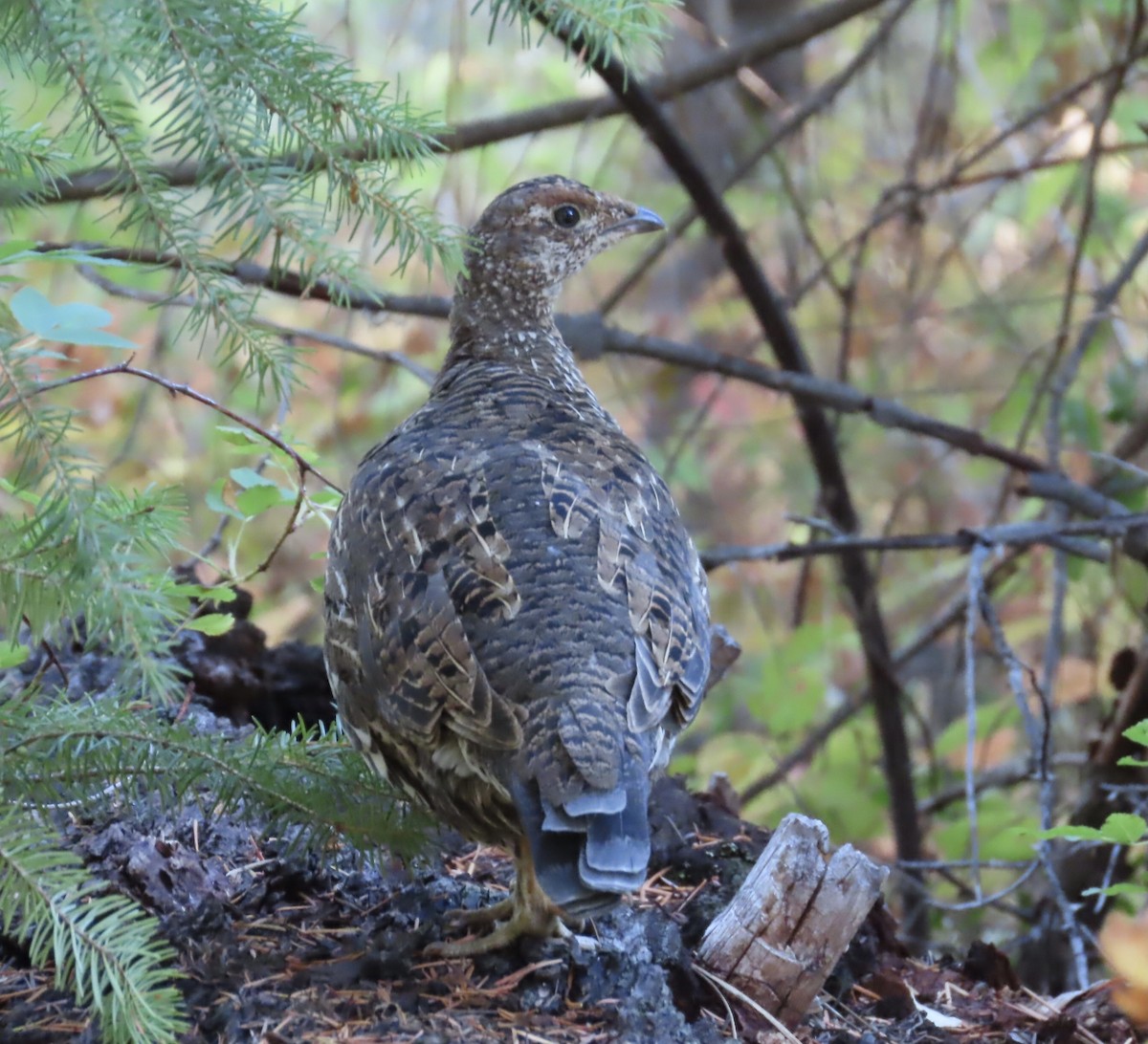 Sooty Grouse - ML371441381