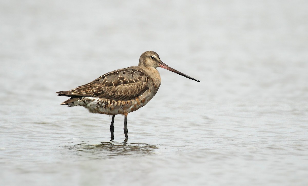 Hudsonian Godwit - ML37144171