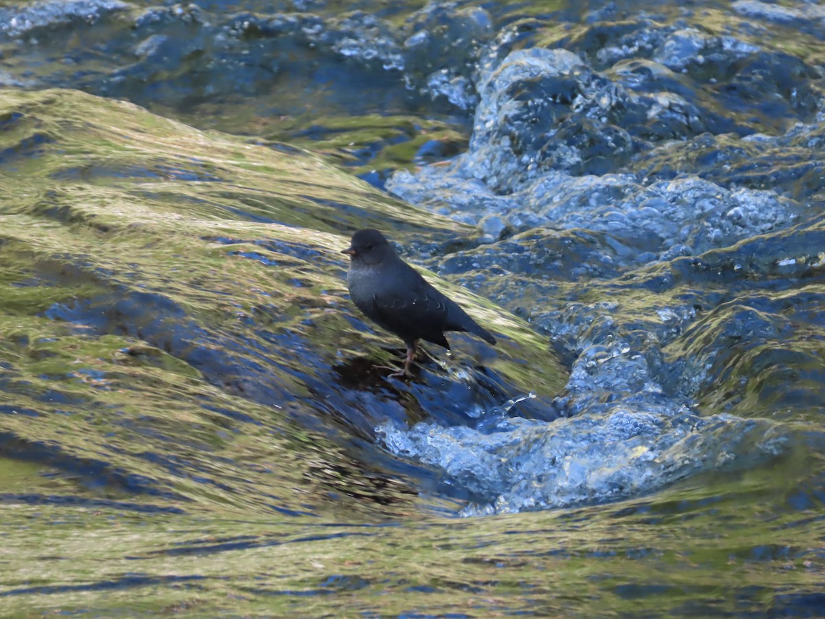 American Dipper - ML371441991