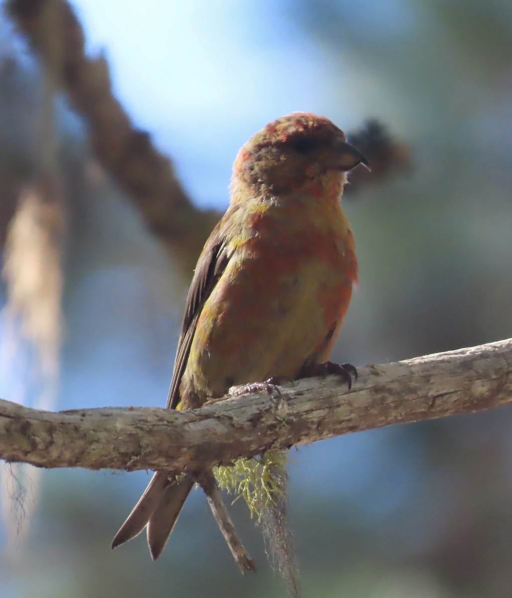 Red Crossbill - ML371442191