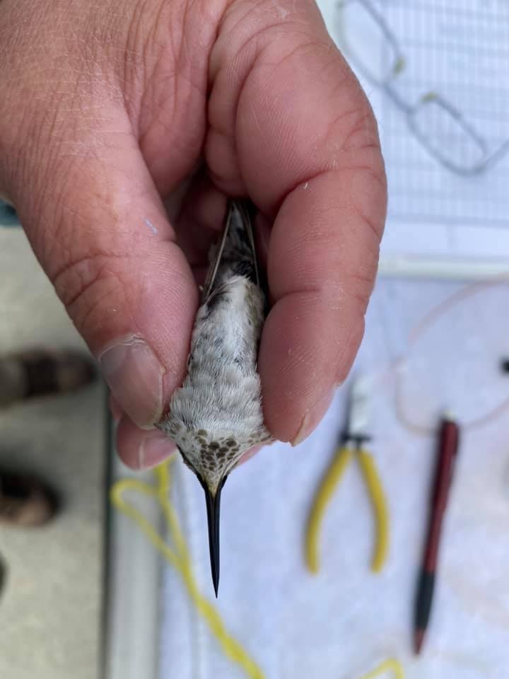 Costa's Hummingbird - ML371442481