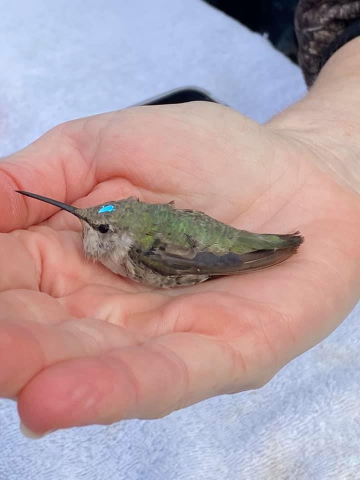Costa's Hummingbird - ML371442491