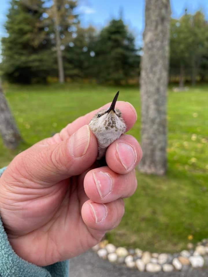 Costa's Hummingbird - ML371442561