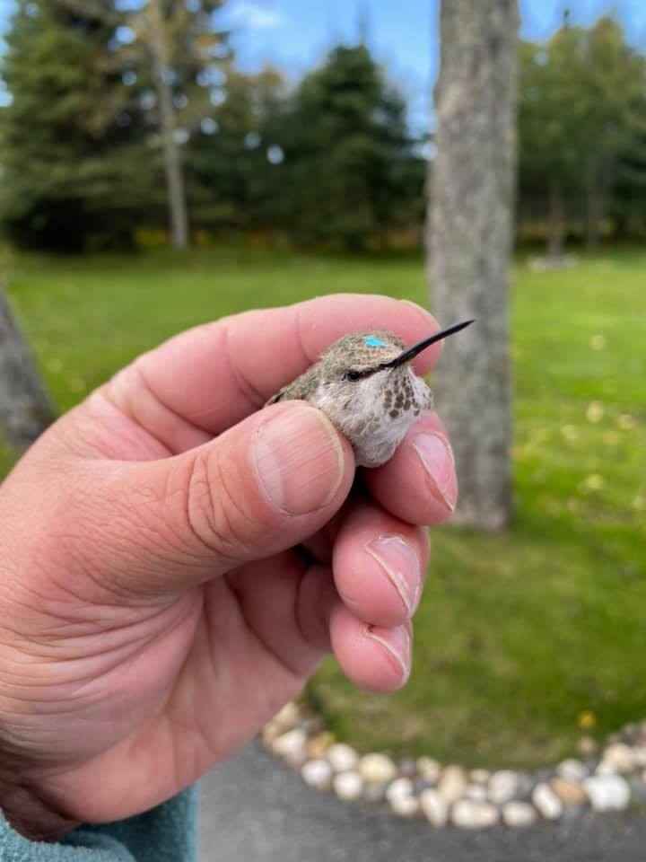 Costa's Hummingbird - ML371442571