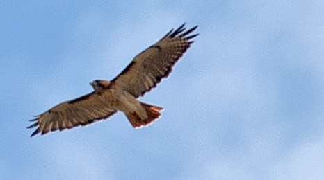 Red-tailed Hawk - ML371442701