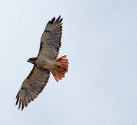 Red-tailed Hawk - ML371442711