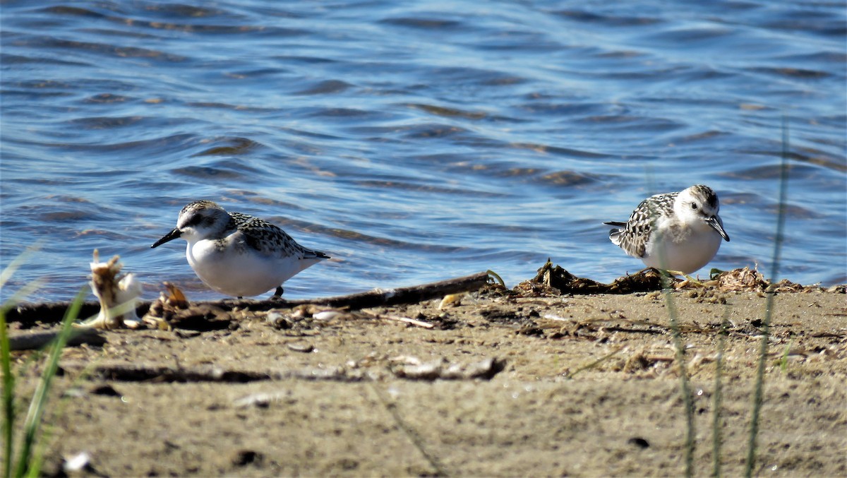 Bécasseau sanderling - ML371443541