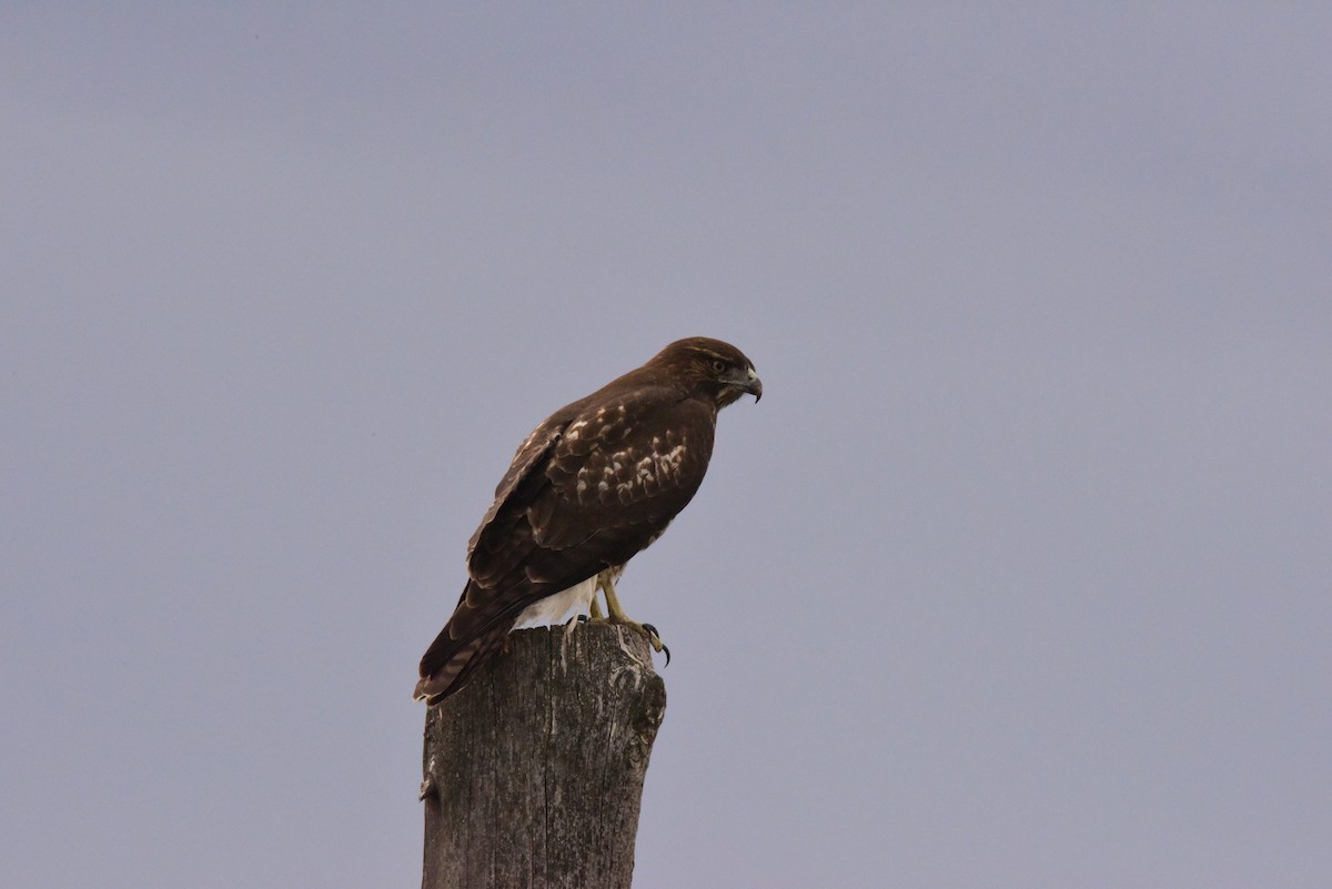 Red-tailed Hawk - ML371443941