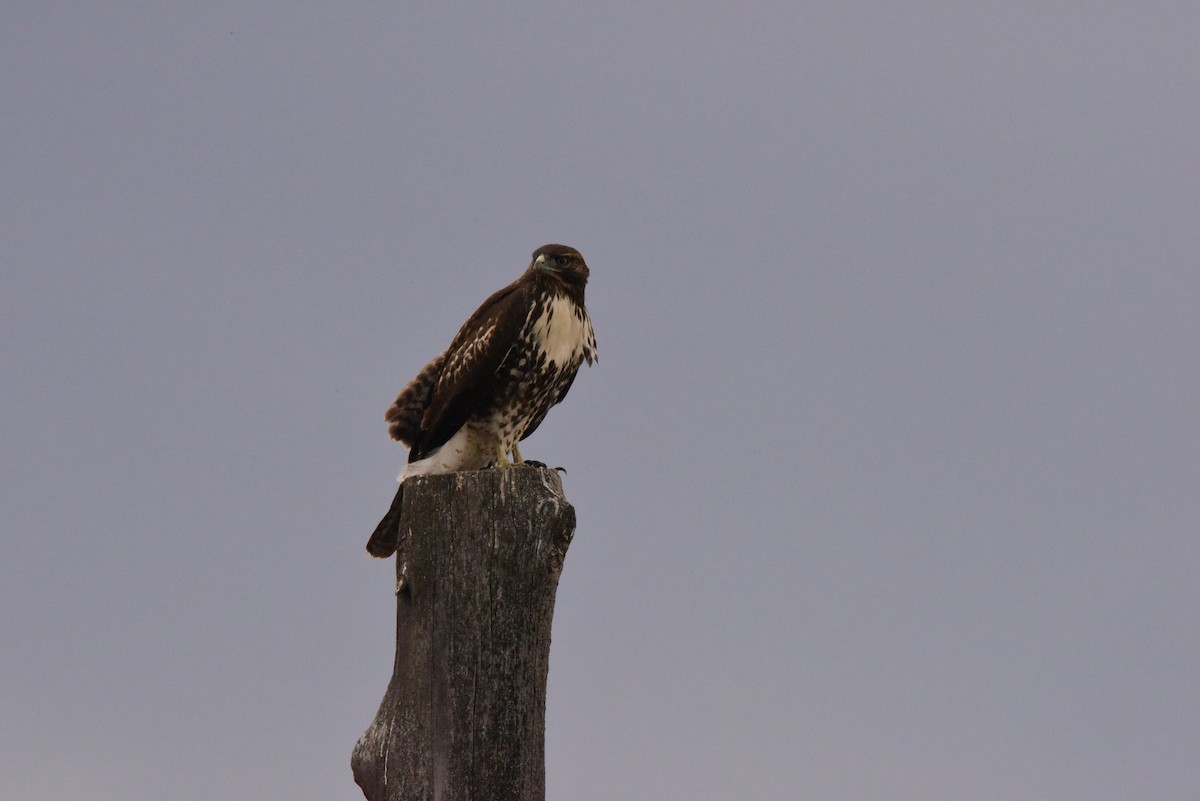 Red-tailed Hawk - ML371443971