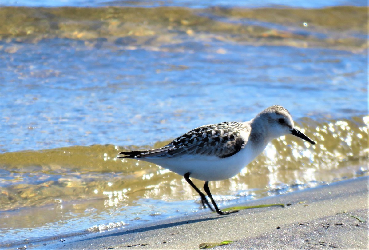 Bécasseau sanderling - ML371444021