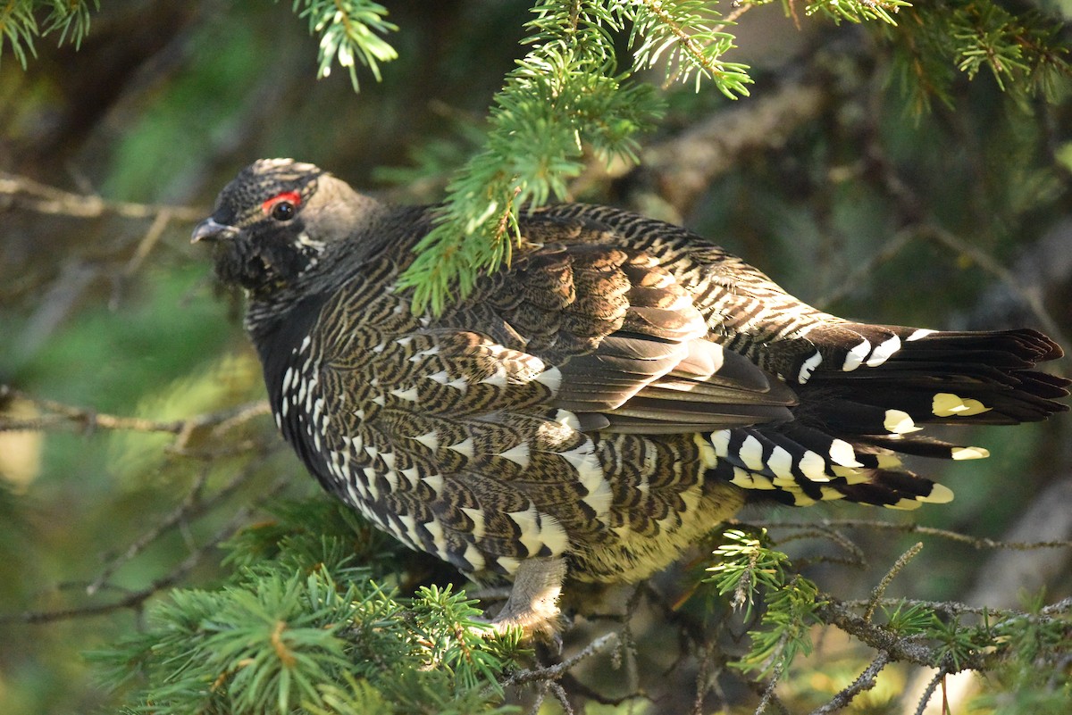 Spruce Grouse - ML371445631