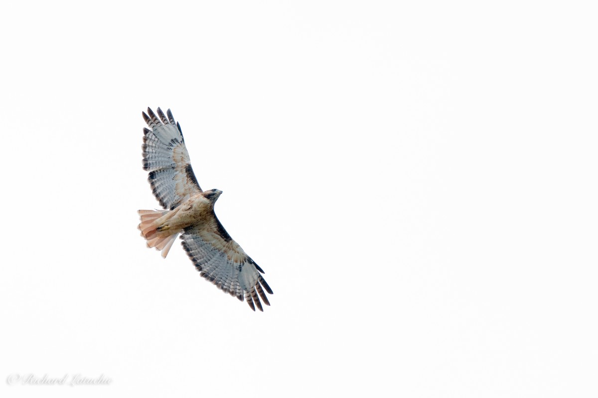 Red-tailed Hawk - ML371445651