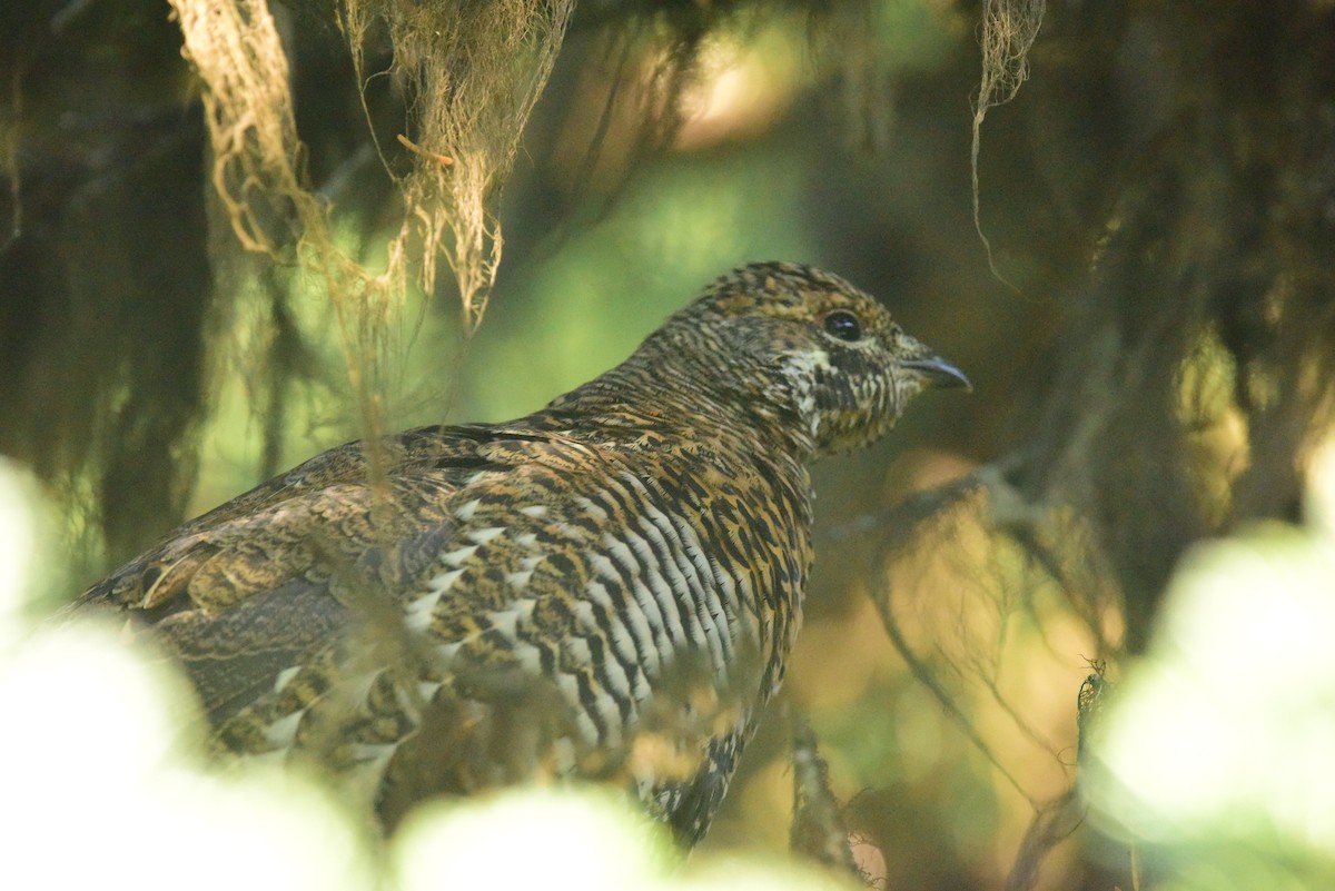 Spruce Grouse - ML371445661