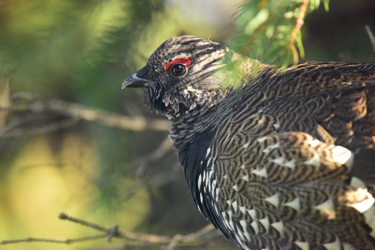 Spruce Grouse - ML371445701