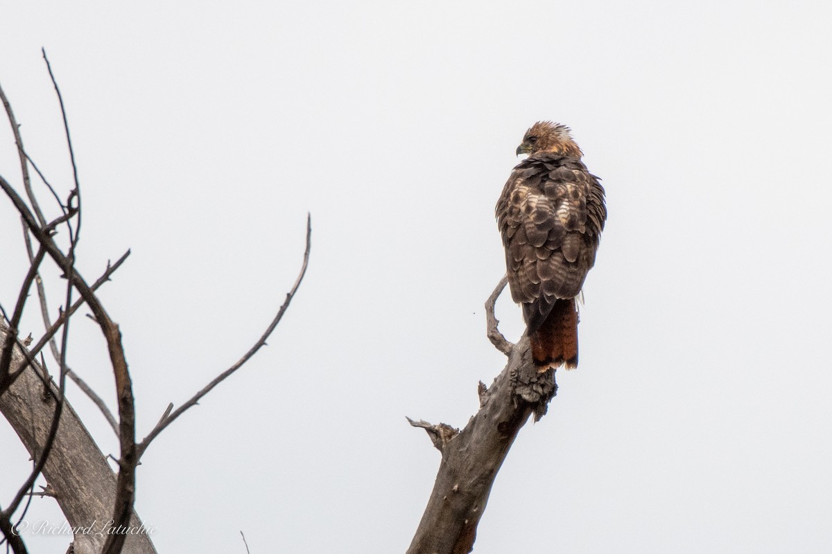 Red-tailed Hawk - ML371445741
