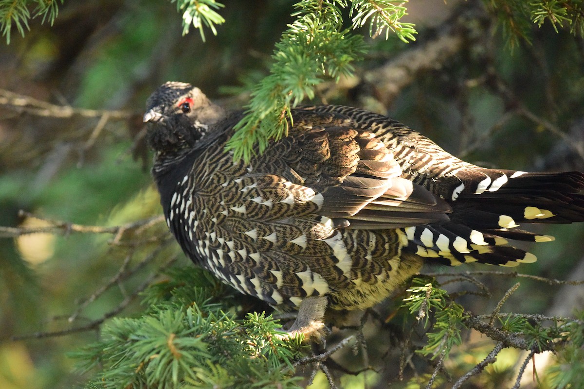 Spruce Grouse - ML371445751