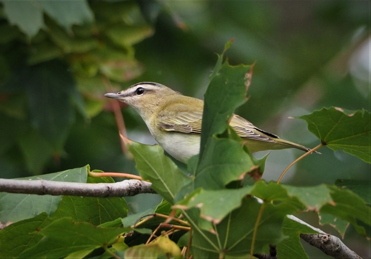 Red-eyed Vireo - Dick Cartwright