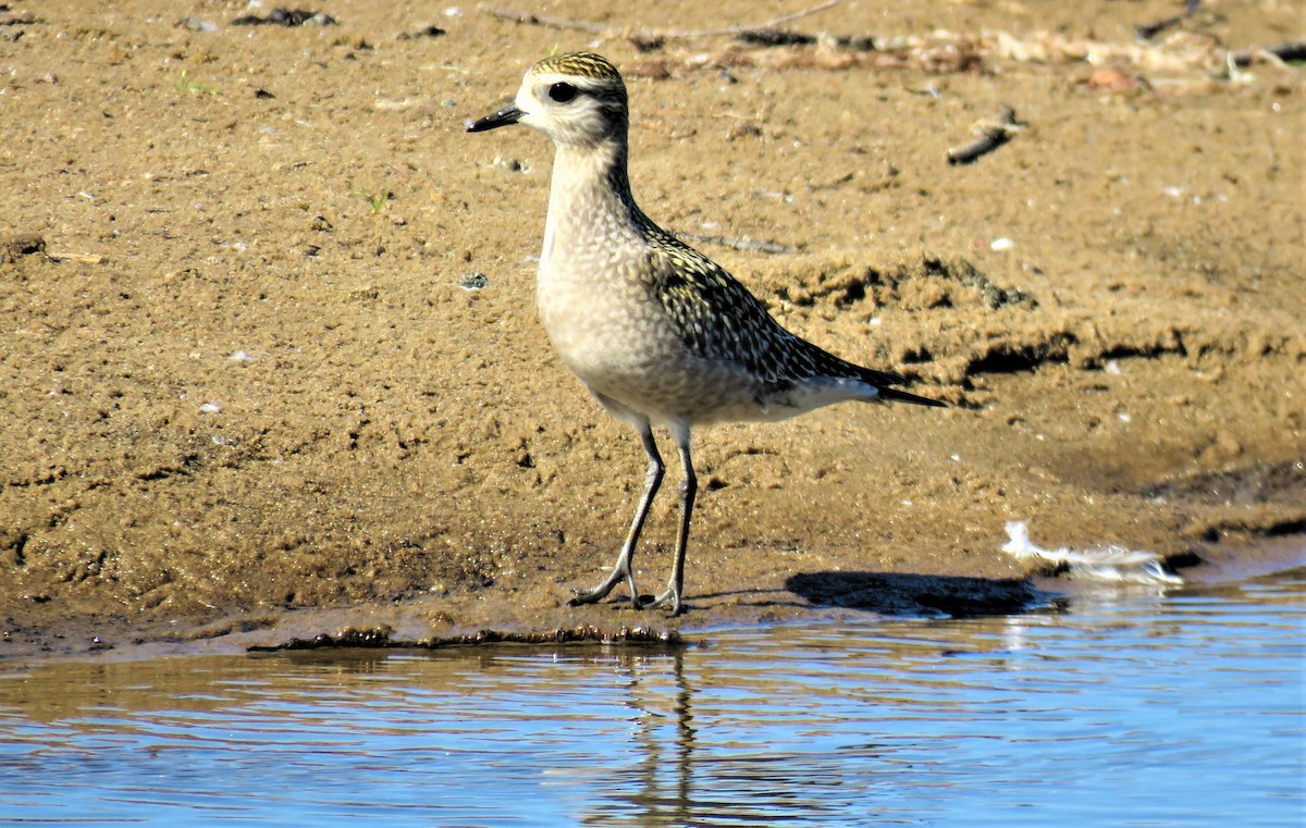 Chorlito Dorado Americano - ML371446431