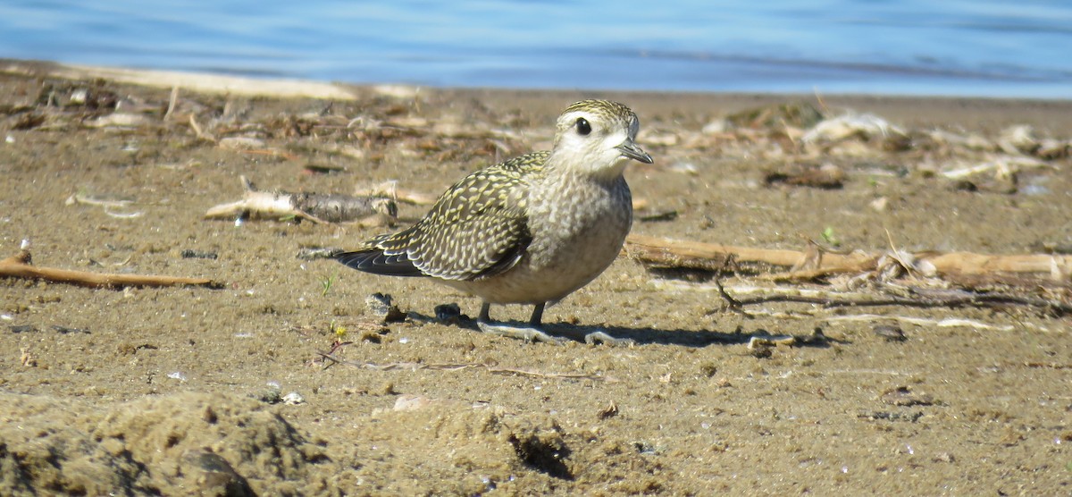 American Golden-Plover - ML371446921