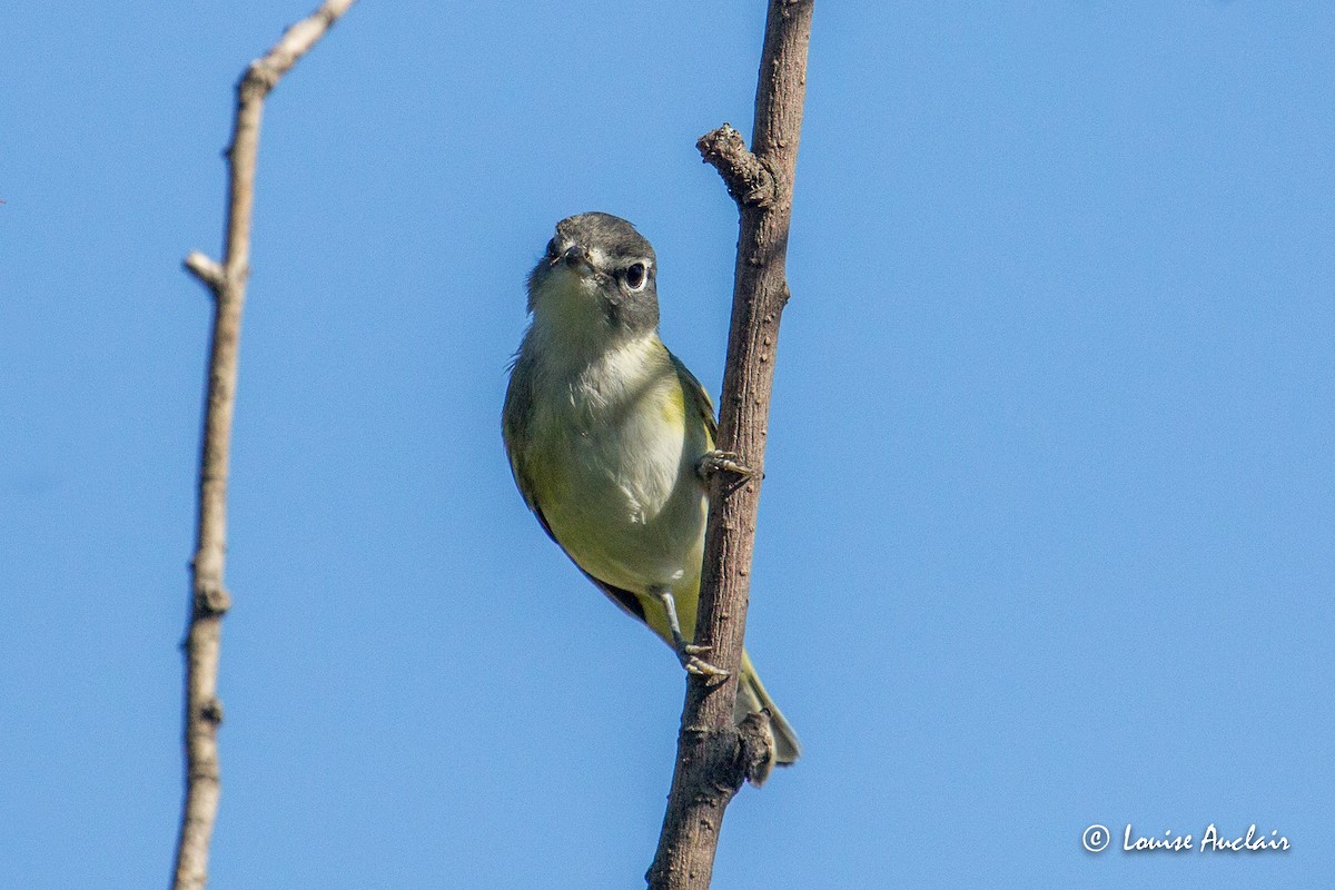 Blue-headed Vireo - Louise Auclair