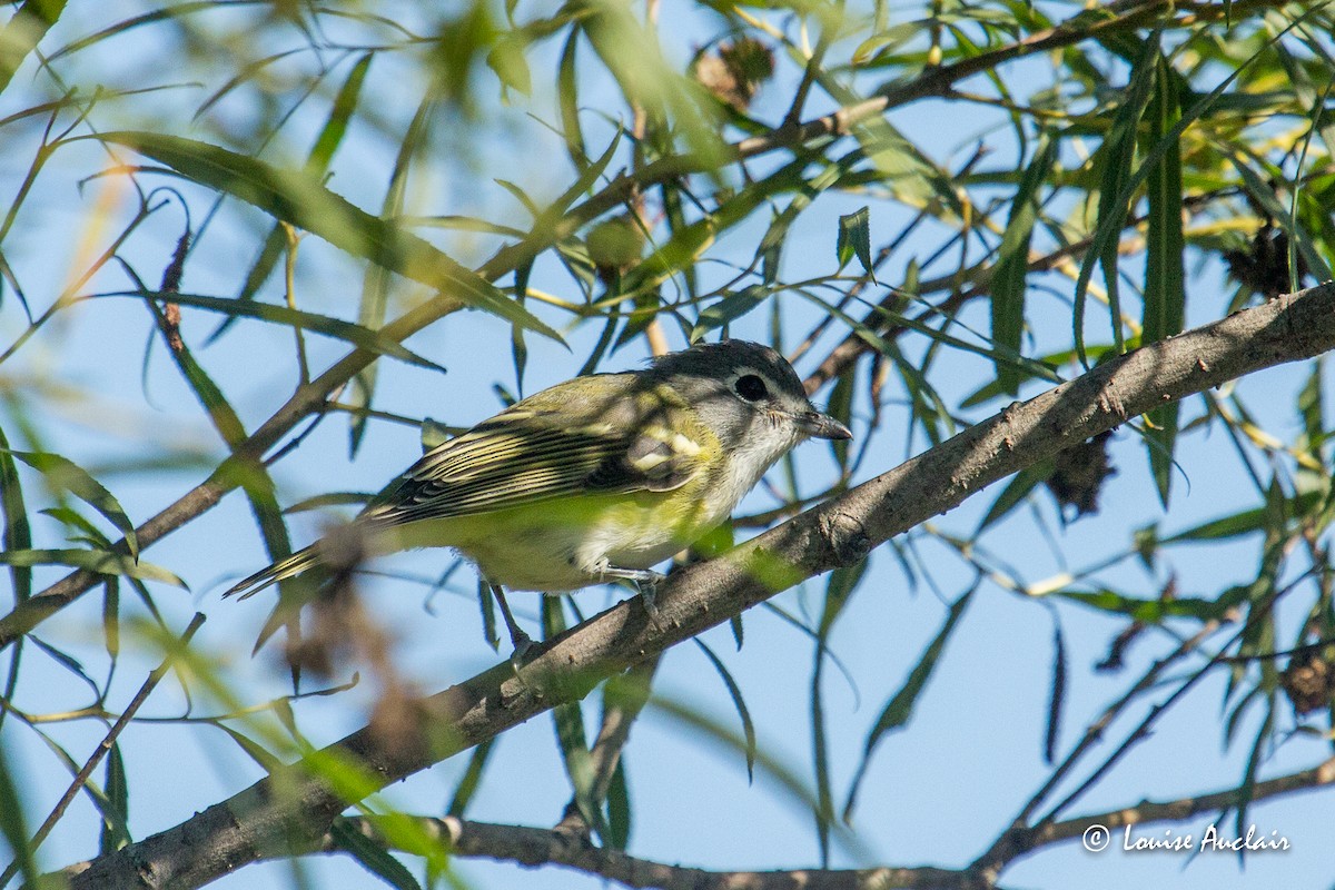 Graukopfvireo - ML371447541