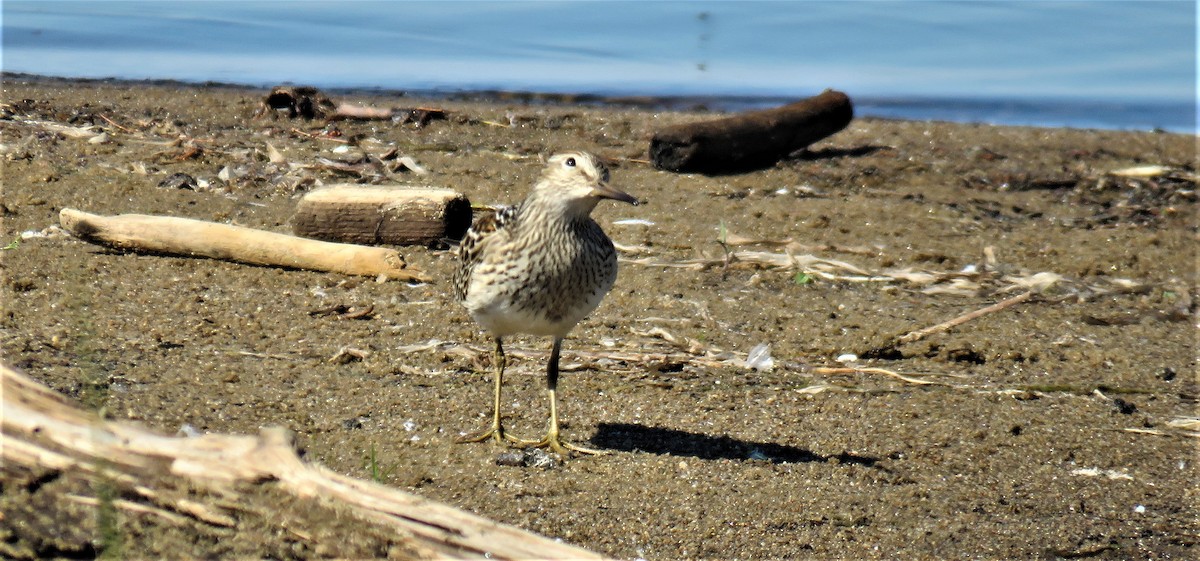 Pectoral Sandpiper - Michel Turcot