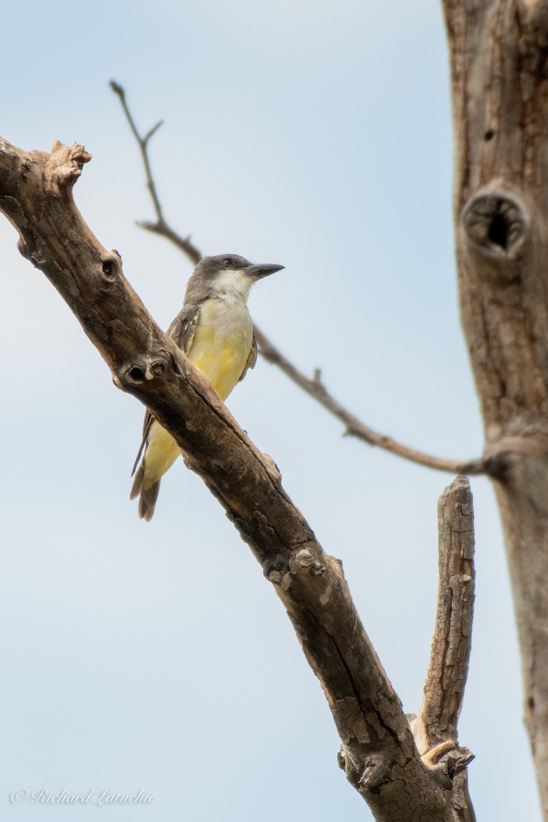 Dickschnabel-Königstyrann - ML371448161