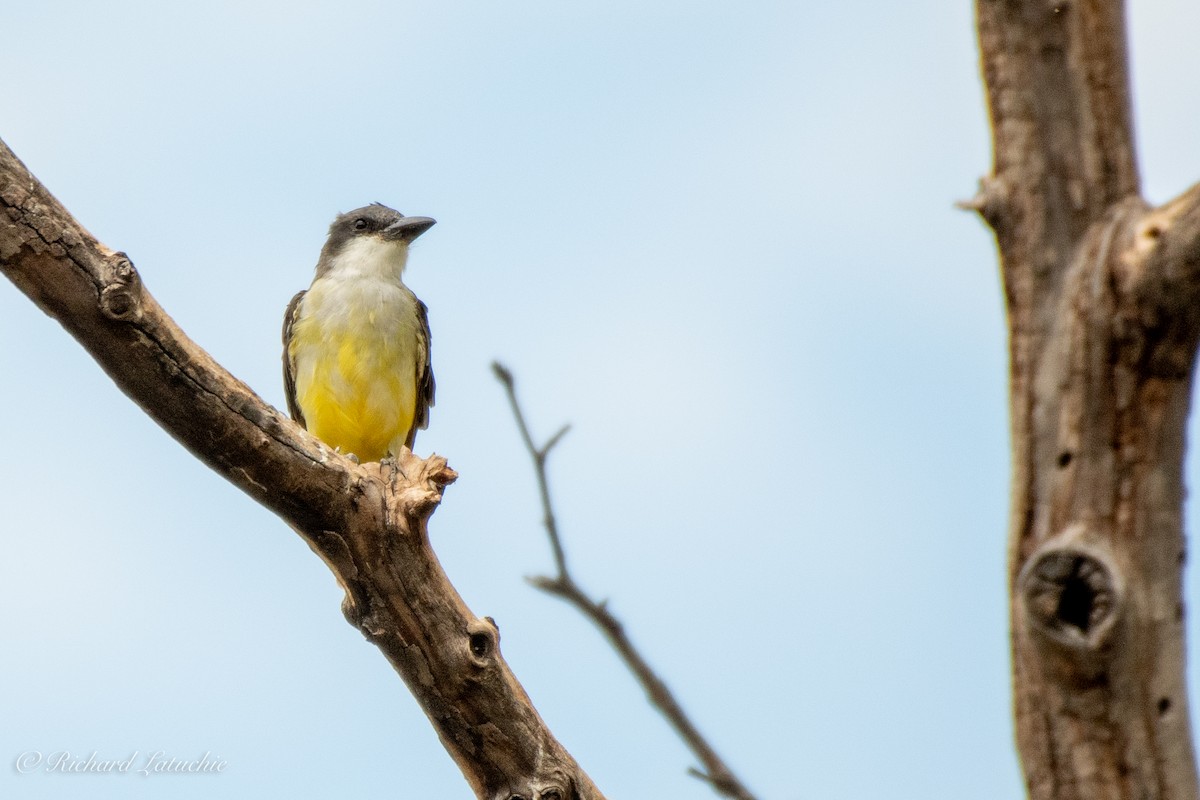 Thick-billed Kingbird - Richard Latuchie