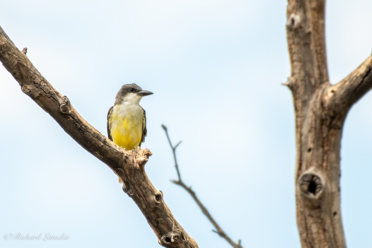 Dickschnabel-Königstyrann - ML371448191