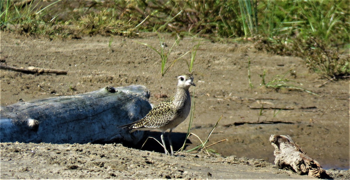 American Golden-Plover - Michel Turcot