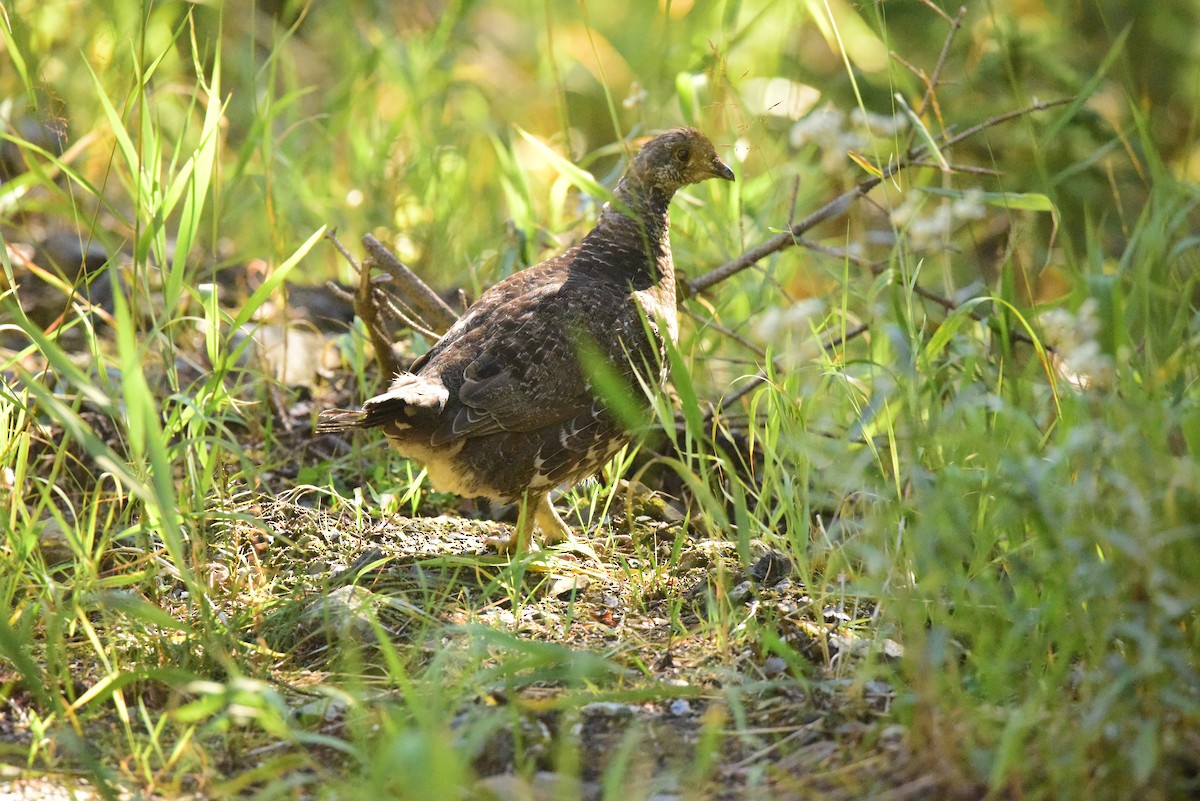 Dusky Grouse - ML371448941