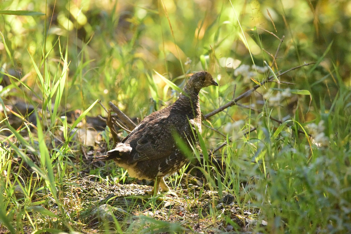 Dusky Grouse - Terry  Little