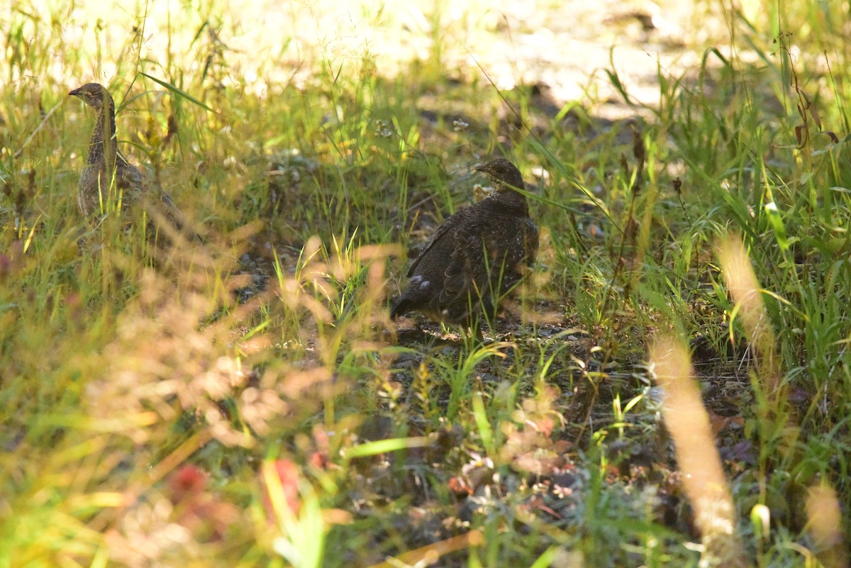 Dusky Grouse - ML371448961