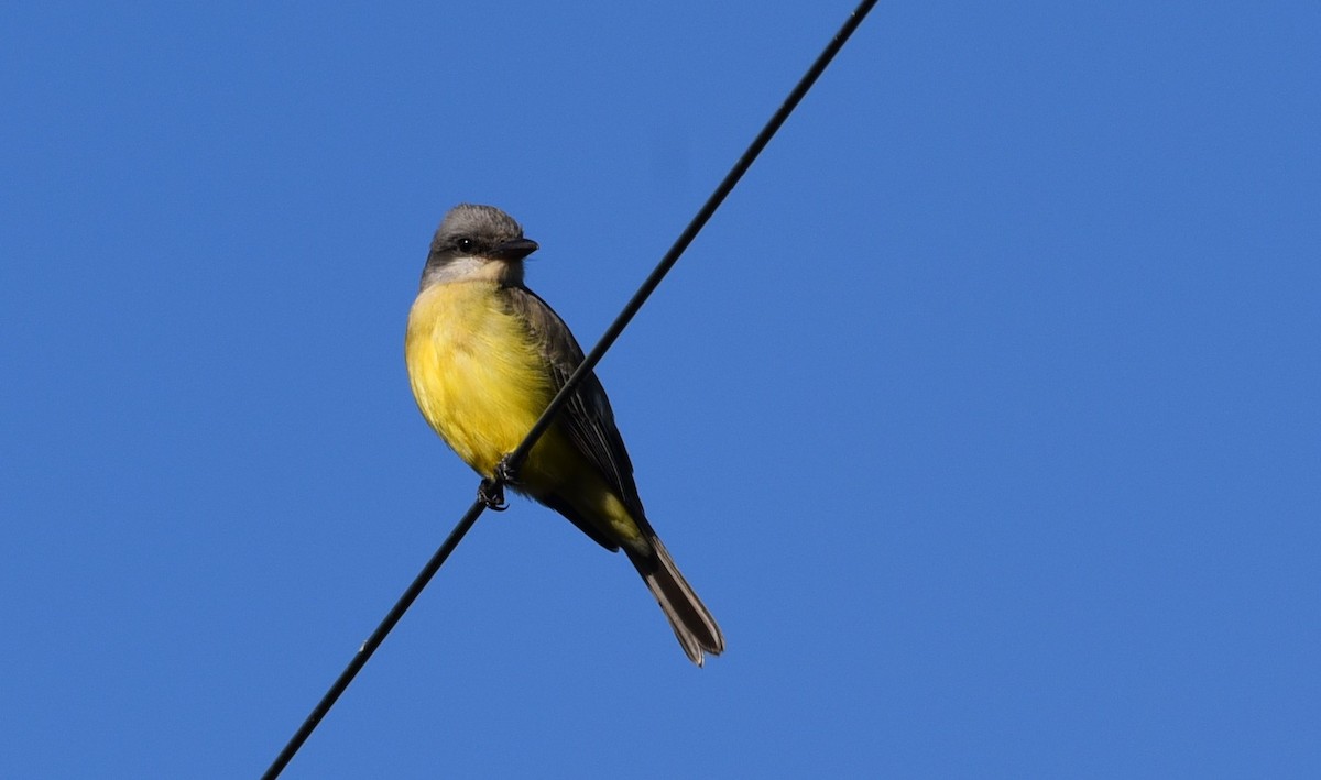 Tropical Kingbird - ML37144911