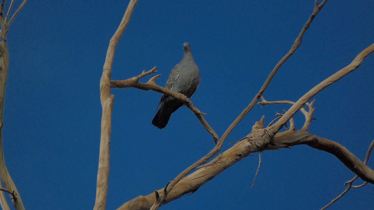 Pigeon tigré - ML371449721